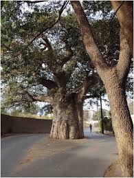 Broad as a Baobab Trunk: Lessons from Senegal